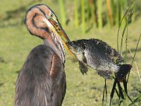 REKORD VIS GEVANG  Purple Heron - Frieda Prinsloo 2014 : frieda